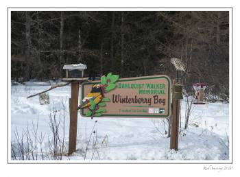 Winterberry bog copy.jpg